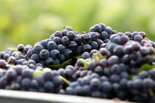 Champagne Delabarre - Le vignoble