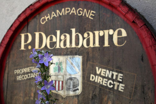 Champagne Delabarre - L'exploitation