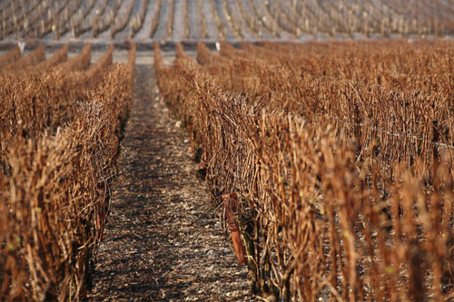 Vignoble Champagne Delabarre à Vandières