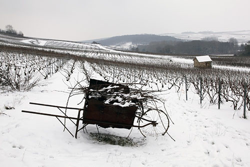 Vignoble Champagne Delabarre à Vandières