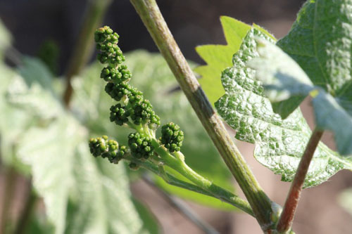 Vignoble Champagne Delabarre à Vandières