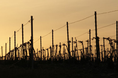 Vignoble Champagne Delabarre à Vandières