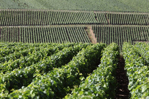 Vignoble Champagne Delabarre à Vandières