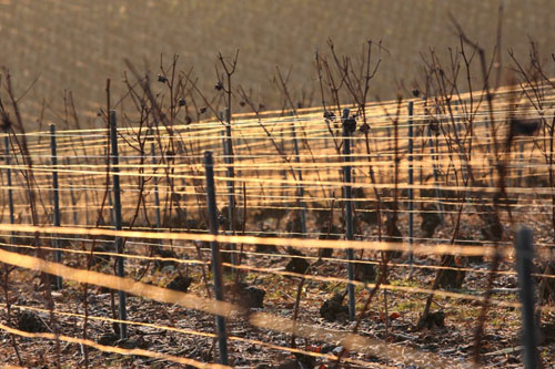 Vignoble Champagne Delabarre à Vandières