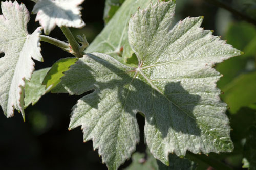 Vignoble Champagne Delabarre à Vandières