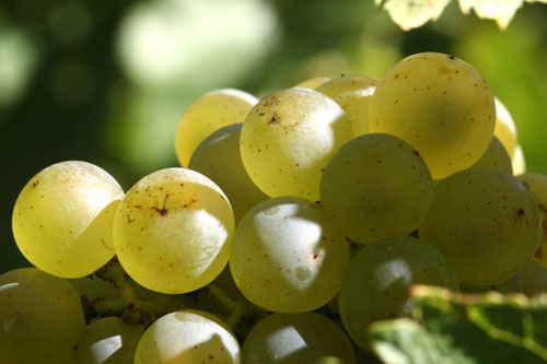 Vignoble Champagne Delabarre à Vandières